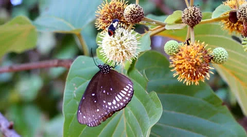 Butterfly  sucking nectar Stock Footage 25933805