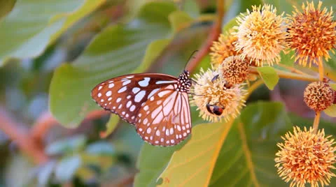 Butterfly  sucking nectar Stock Footage 25934173