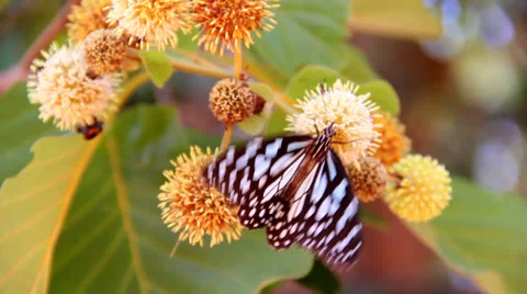 Butterfly  sucking nectar Stock Footage 25934353