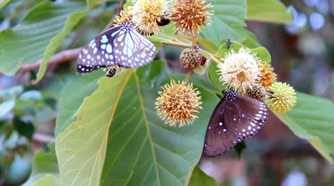 Butterfly  sucking nectar Stock Footage 25935175