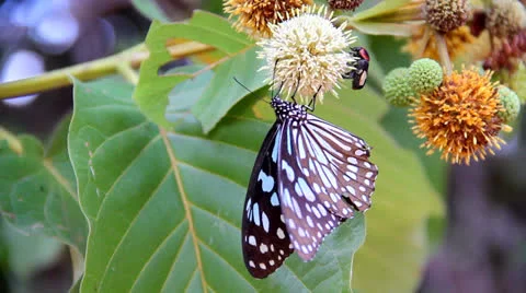 Butterfly  sucking nectar Stock Footage 25935289