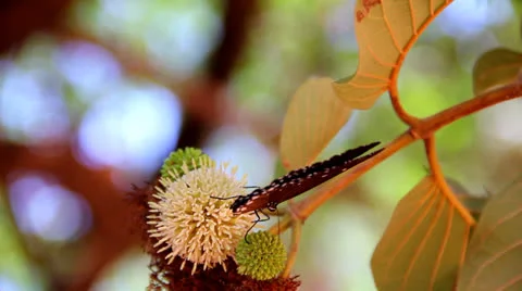 Butterfly  sucking nectar Stock Footage 25936071