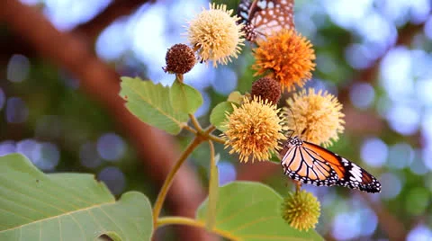Butterfly  sucking nectar Stock Footage 25936086