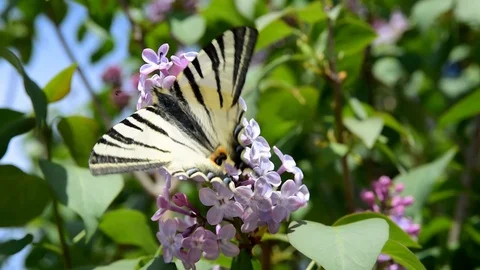Butterfly sucking nectar Stock Footage 128659670