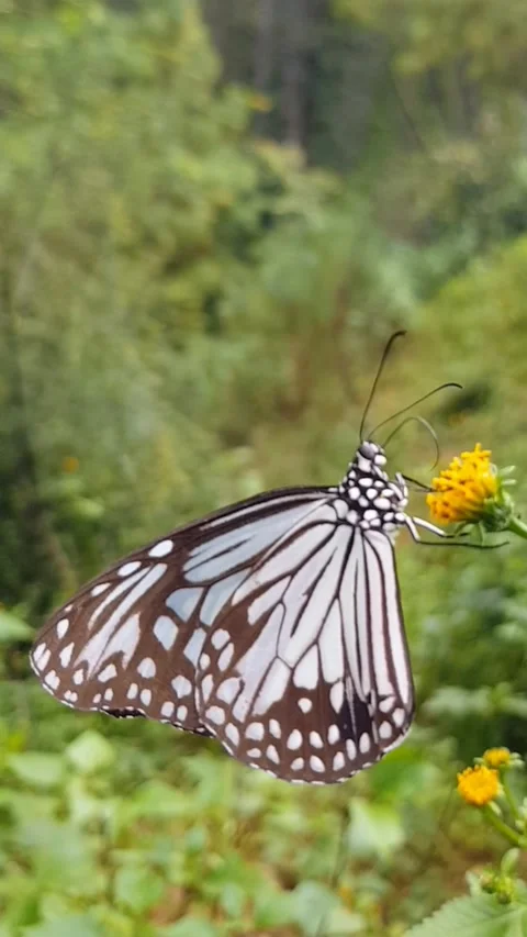 Butterfly sucking nectar Stock Footage 318546825
