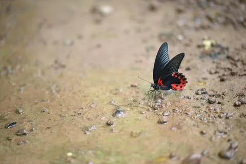 Butterfly sucking water on ground after rare rains Stock Photos
