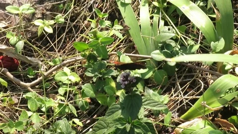 Butterfly sucks nectar from a flower Vídeo Stock 80959165