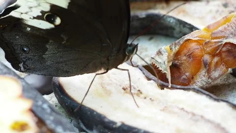 The butterfly sucks up the nectar Stock Footage 277324433