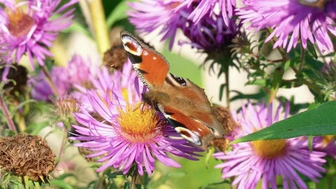 Butterfly on a summer flower Stock Footage 86629944