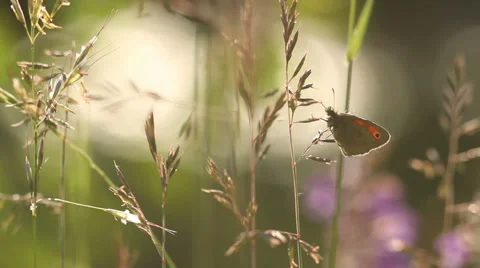 Butterfly on summer grass Stock Footage 51546680