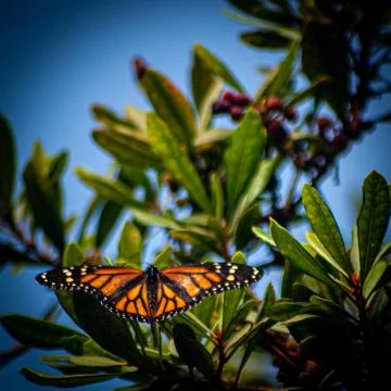 The butterfly in the sun Stock Photos
