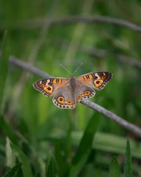 Butterfly, sunbathing, close up, macro, insect Stock Photos