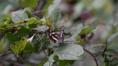 Butterfly sunbathing Stock Footage 83147463