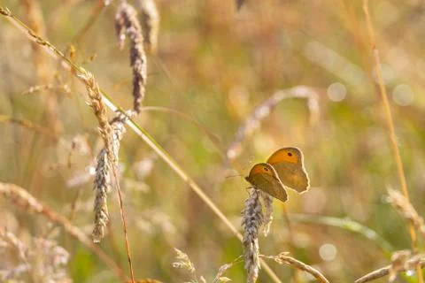 Butterfly sunbathing on a grass Stock Photos