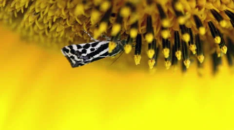 Butterfly sunflower 動画素材 25607288