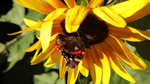 Butterfly on Sunflower Stock Footage 30441328