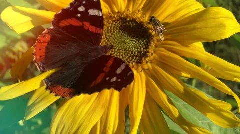Butterfly on a sunflower Stock Footage 66768752