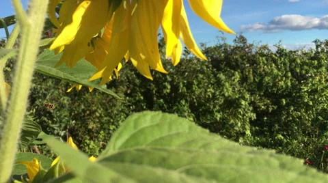 Butterfly on a sunflower Stock Footage 66768775