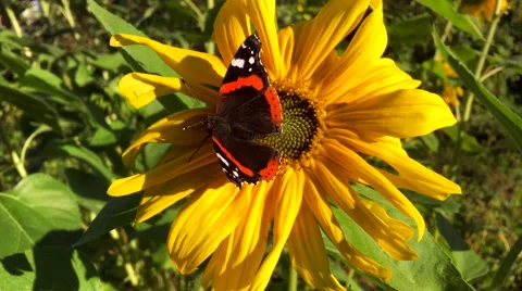Butterfly on a sunflower Stock Footage 67333298