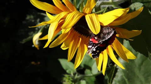 Butterfly on Sunflower II Stock Footage 30441306