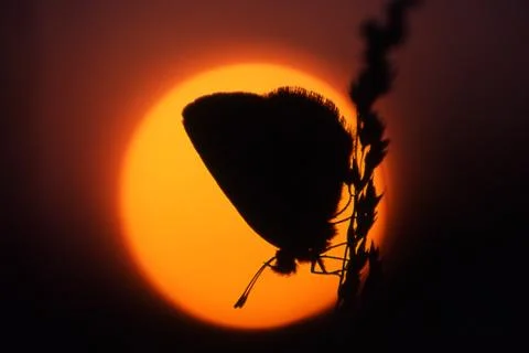 Butterfly in the sunset Stock Photos