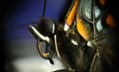 Butterfly Super Macro Stock Photos