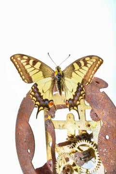 Butterfly swallow on a rusty old clockwork. Stock Photos