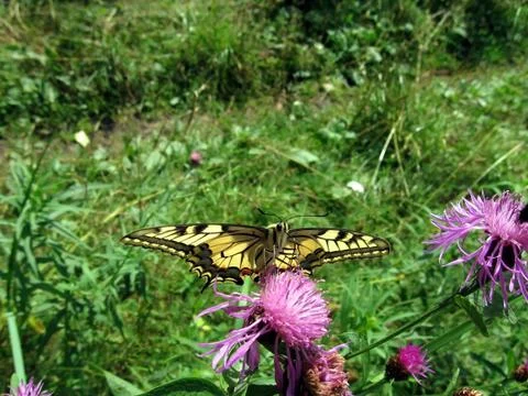 Butterfly swallowtail Stock Photos