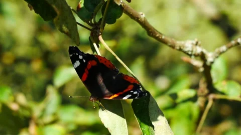 A butterfly swaying on an apple tree leaf Video stock 285414561