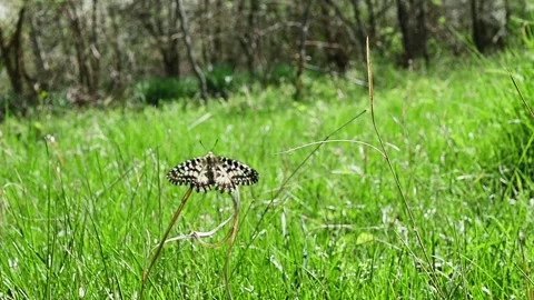 Butterfly on a swaying stem of grass in a forest clearing Vídeos de archivo 272286276