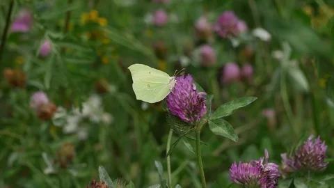 Butterfly sways in the wind. Video stock 115236339