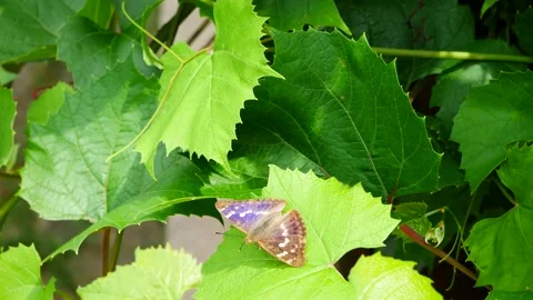 A butterfly sways in the wind on a vine leaf. Video stock 156999872