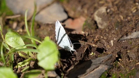 Butterfly take flight from leaf slow motion Stock Footage 90306440