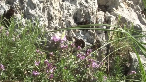 A butterfly takes flight Stock Footage 140915062
