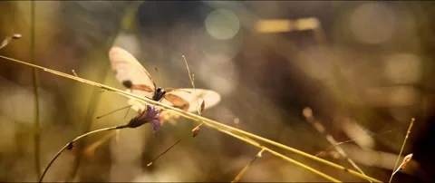Butterfly Takes Flight Video stock 154777848