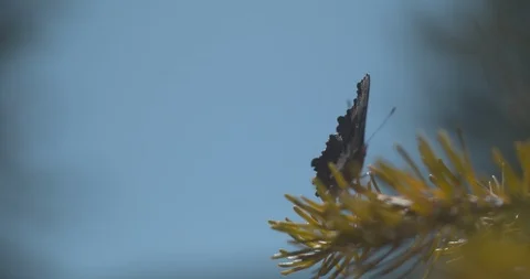 Butterfly Takes Flight Slow Motion Tree Stock Footage 114461345
