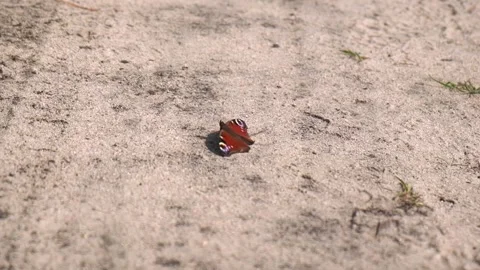 A butterfly takes off, leaving a shadow, in slow motion Stock Footage 210036505