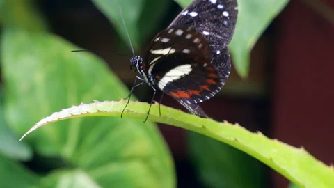 Butterfly takes ofi in slow motion Stock Footage 269443524