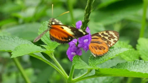 Butterfly takes ofi in slow motion Stock Footage 269443658
