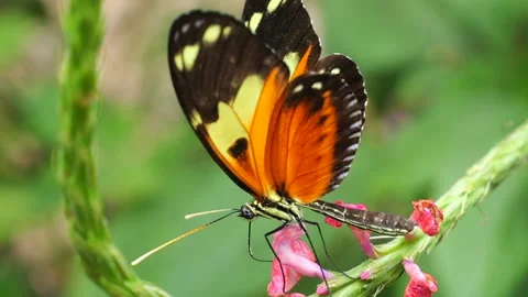 Butterfly takes ofi in slow motion Stock Footage 269443711
