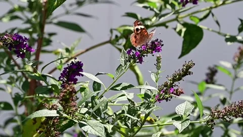 Butterfly taking off from flower Stock Footage 249552476