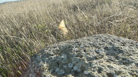 Butterfly taking off Stock Footage 88286778