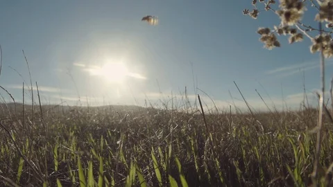 Butterfly taking off 스톡 동영상 88286879
