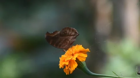 A butterfly taking off 库存影片 273493314