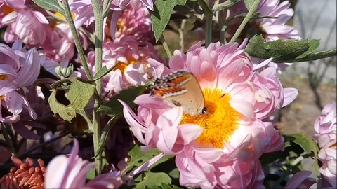 Butterfly taking nectar from the flowers Stock Footage 103649834