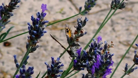A butterfly taking nectar from the  lavender Stock Footage 145550390