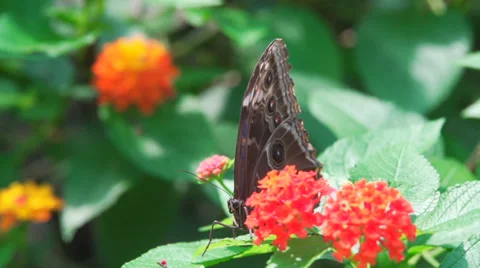Butterfly taking off in slow motion Stock Footage 39886103