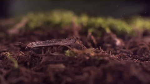 Butterfly taking off from the soil in slow motion Stock Footage 81230618