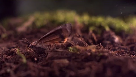 Butterfly taking off from the soil in slow motion Stock Footage 81231272