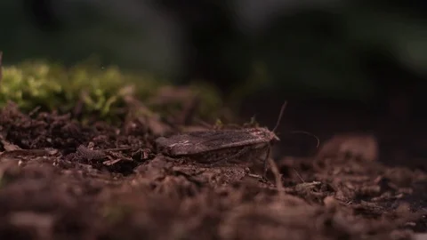 Butterfly taking off from the soil in slow motion Stock Footage 81231501